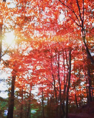 Herbstwaldzauber