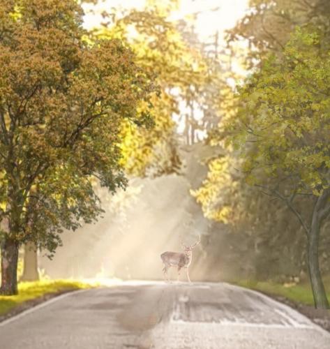Deer in light