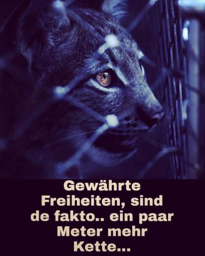 Kluge Katze