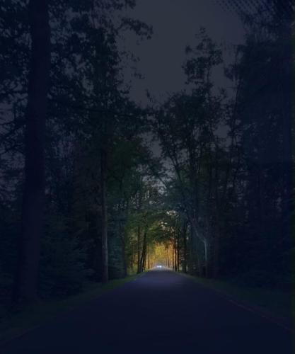 Porsche in a tree-lined avenue